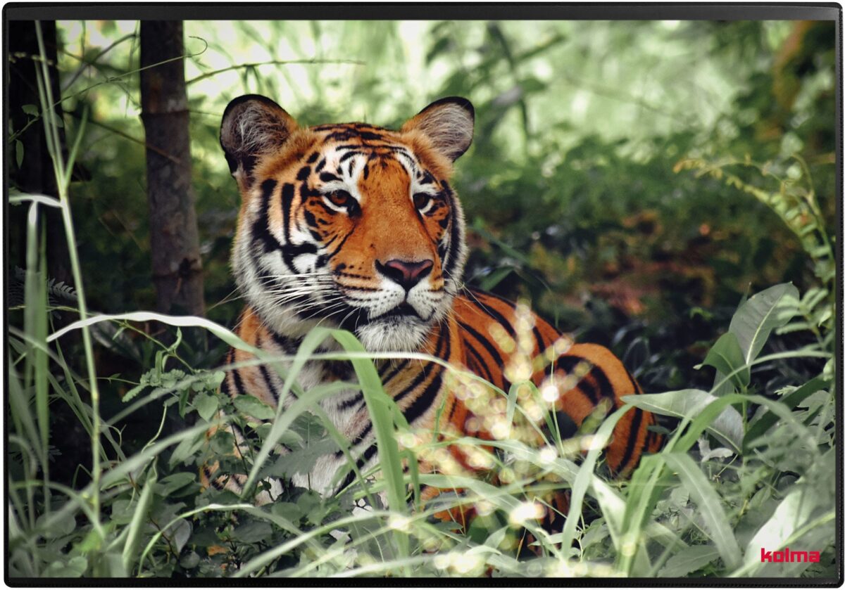 KOLMA Schreibunterlage 50x34cm 35.573.20 Tiger – Hochwertig & günstig bei ShopDeca
