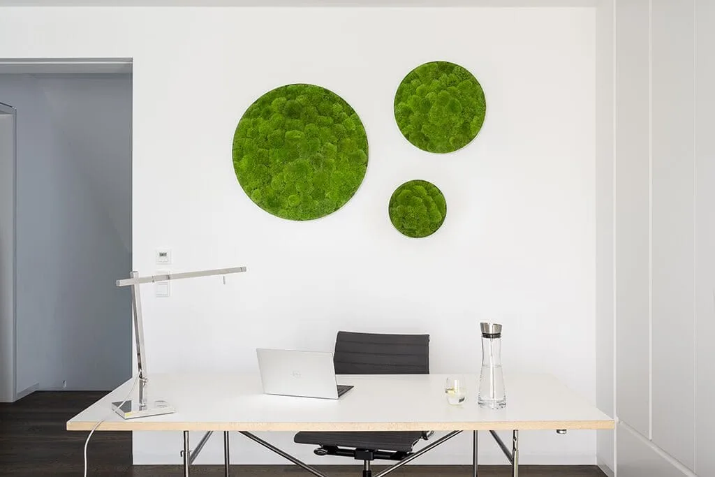 Moosbild: Kugelmoos-Ellipsoid 34cm – Hochwertig & günstig bei ShopDeca