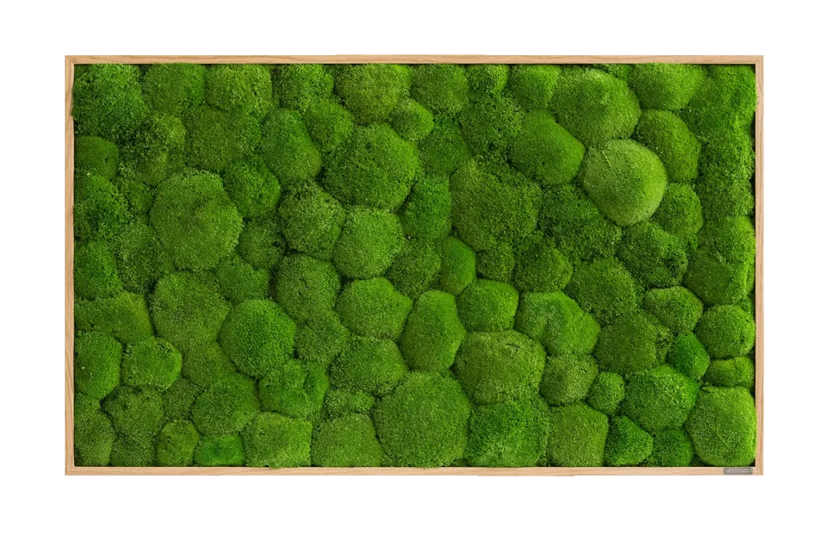 Moosbild: Kugelmoosbild 100x60cm – Hochwertig & günstig bei ShopDeca