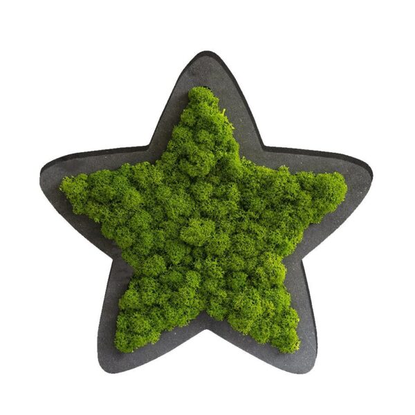 Piktogramm: Sternchen Islandmoos