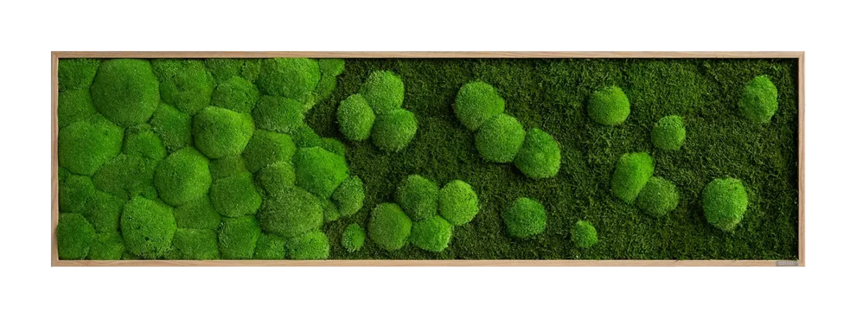 Moosbild Verlauf: Wald- und Kugelmoosbild Verlauf 140x40cm – Hochwertig & günstig bei ShopDeca