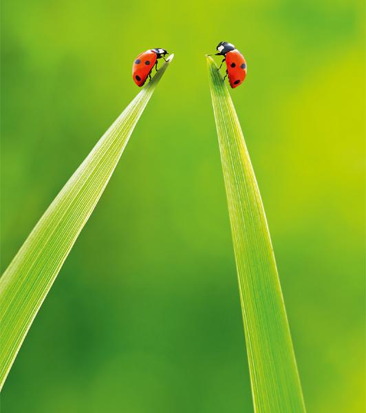 ABC Glückwunschkarte Blanko B6 51806 Marienkäfer