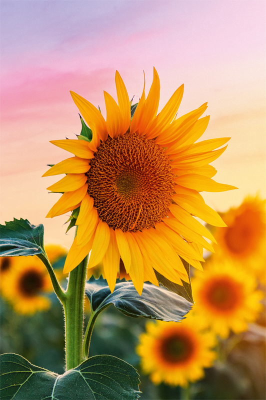 51819.indd ABC Glückwunschkarte Blanko B6 51819 Sonnenblumen – Hochwertig & günstig bei ShopDeca