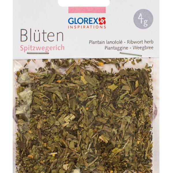 GLOREX Spitzwegerich 4g 61601106 grün