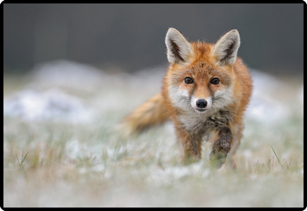 HANSA Schreibunterlage 50x34cm 41-6000.080 Fuchs