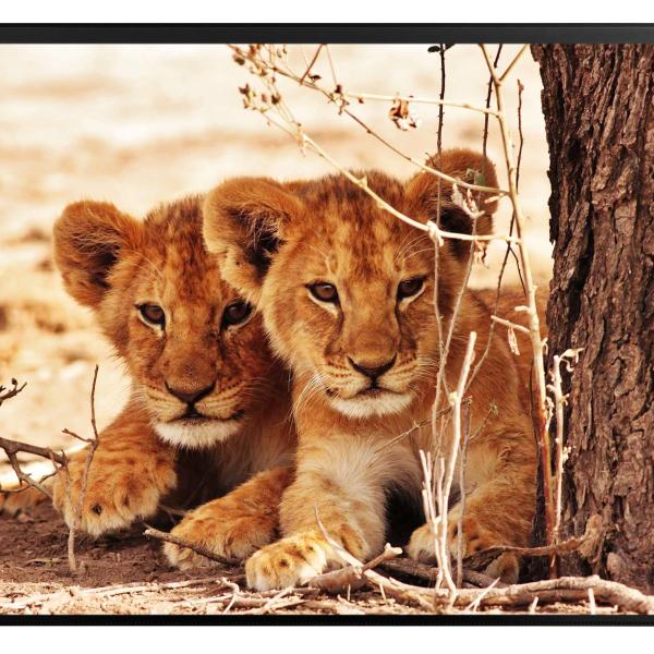 KOLMA Schreibunterlage 35.550.20 Löwe 50x34cm