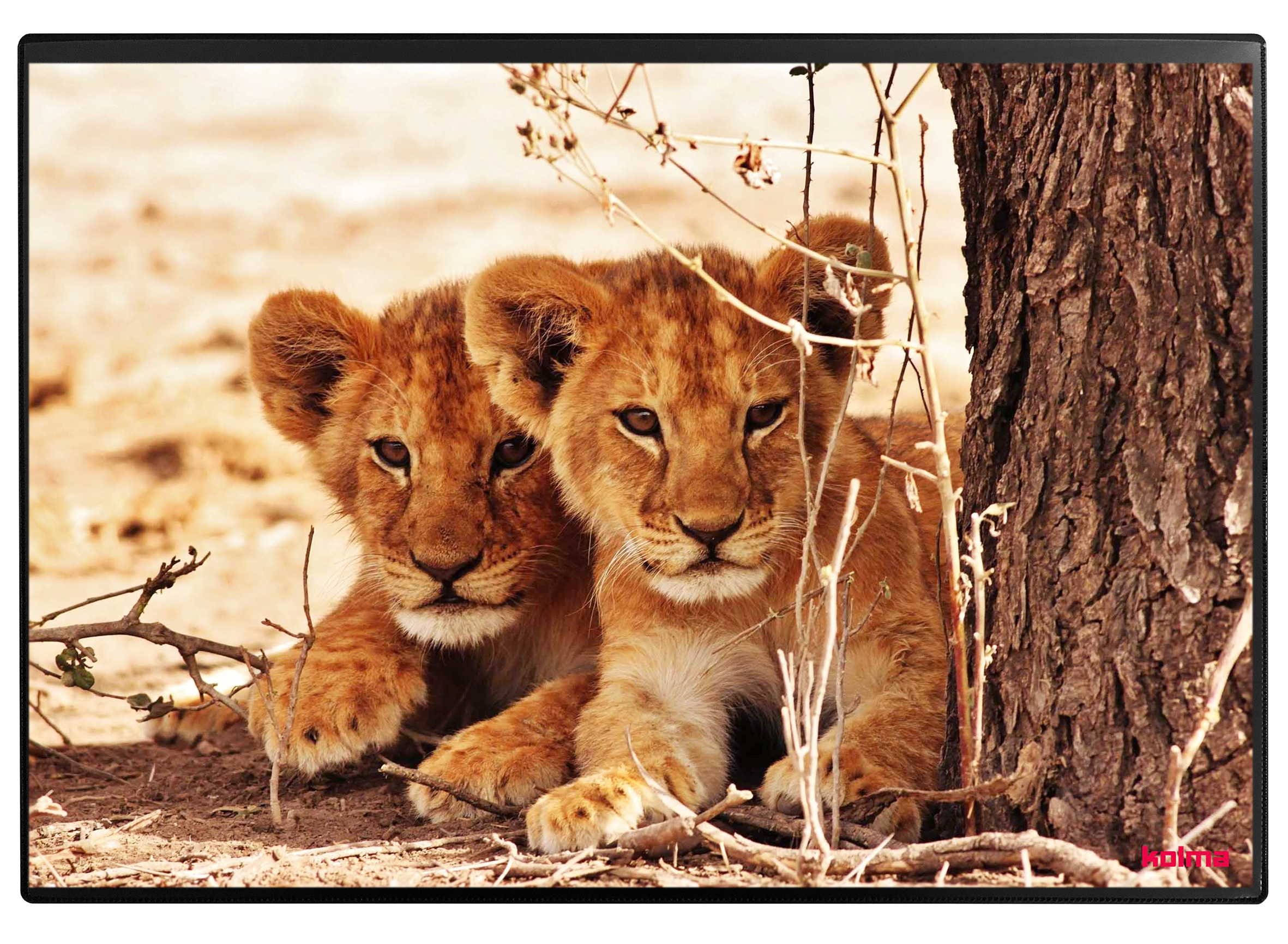 KOLMA-35.550.20-7611967350423 KOLMA Schreibunterlage 35.550.20 Löwe 50x34cm – Hochwertig & günstig bei ShopDeca